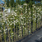 Ruža banksova (Rosa banksiae) ´ALBA PLENA´ – výška 130-170 cm, kont. C3L